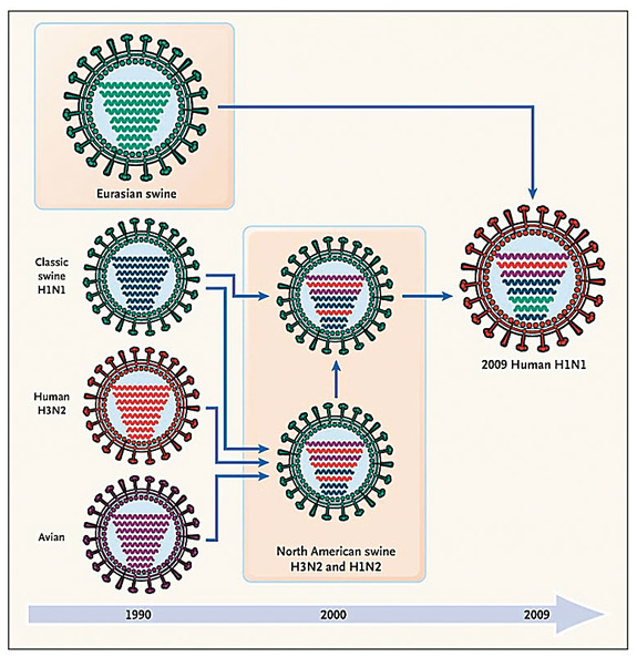 Understanding The Genetic Evolution Of The Pandemic H1N1 Virus ...