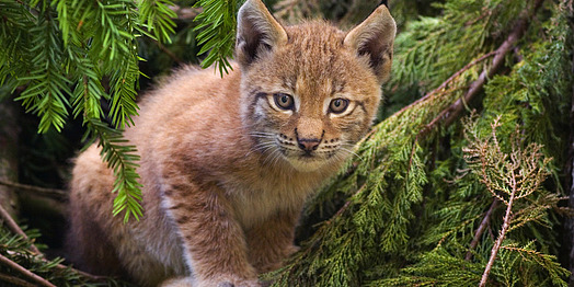 Lynx_kitten.jpg