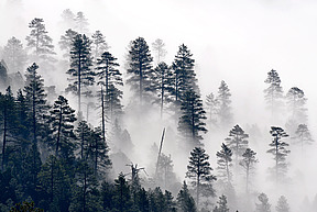 Trees_in_the_mist_(7699564540).jpg