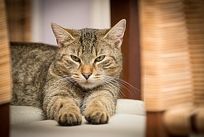 domestic-cat-726989_1920+(1).jpg