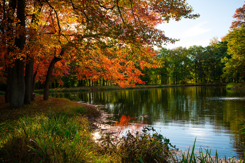 fall foliage